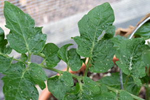 Black Flies On Tomato Plants How To Get Rid Of Them