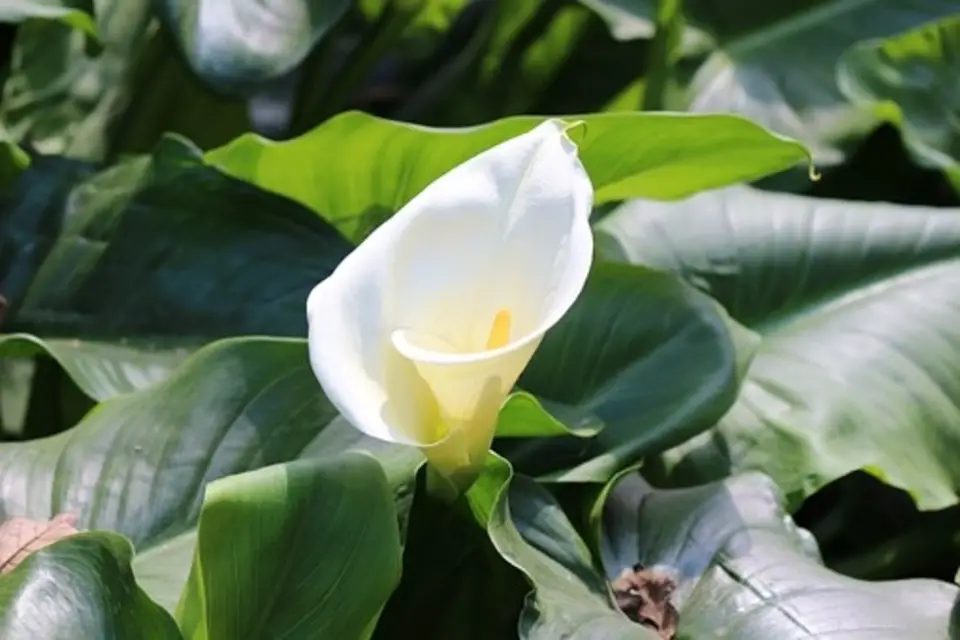 Calla Lily Care after Blooming + How to make them Bloom