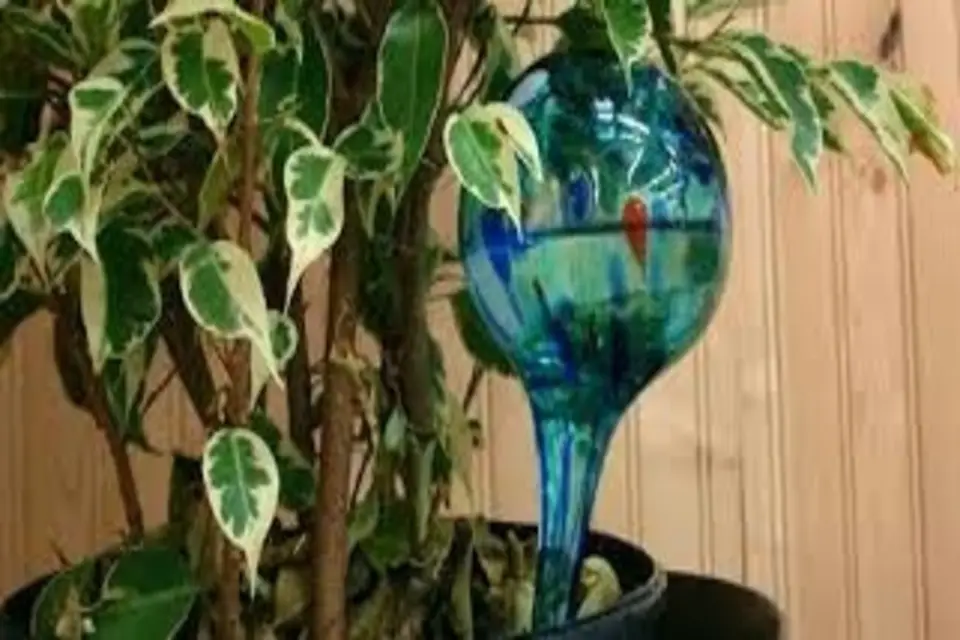 Aqua Globes Plant Watering Glass Bulbs Self Watering Stylish Plant Watering US