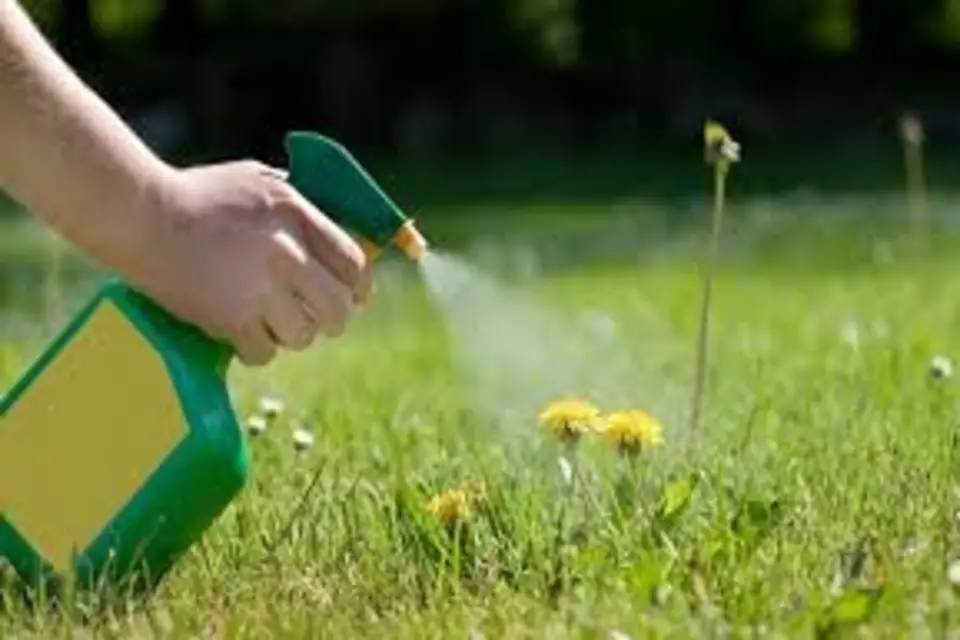 Does Ammonia Kill Weeds