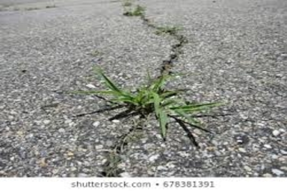 How to keep weeds from growing on the driveway