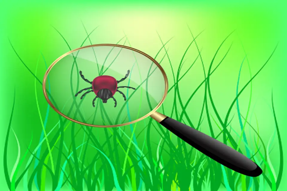 How to kill grass mites