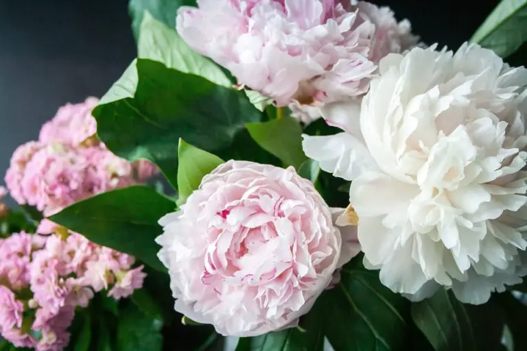 Can you plant peonies in the spring Idea