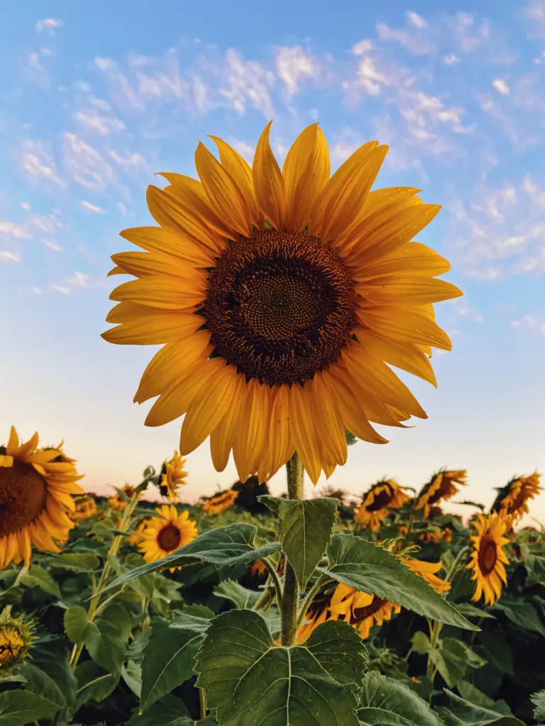 11-what-does-sunflower-plant-look-like-png