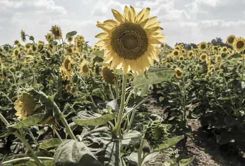 How To Keep Deer Out Of Your Sunflowers Garden Simple Hacks To Save Your Little Yard Modern Gardening Tips