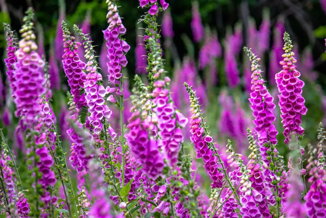 Are Foxgloves Poisonous to Touch
