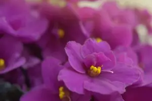 best self-watering pots for african violets