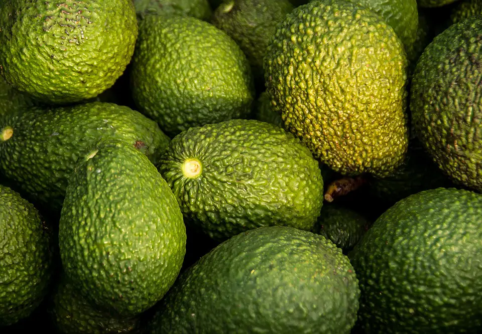 How Long Does It Take An Avocado To Bear Fruits