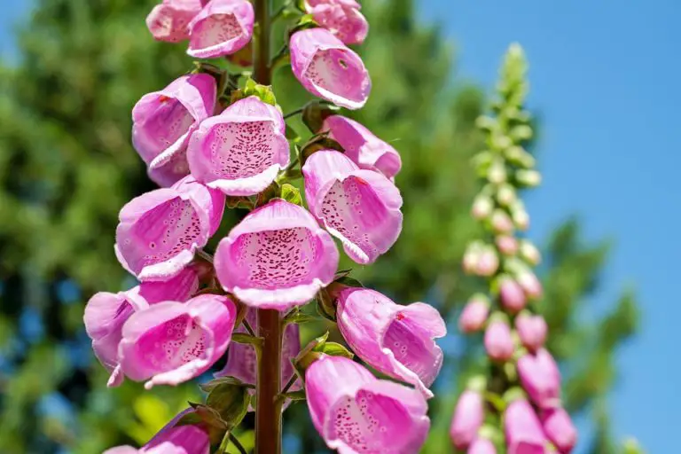 Do Foxgloves Flower Every Year + [How To Get Foxgloves Every Year]