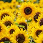 How Do You Tell if A Sunflower Is Annual or Perennial?