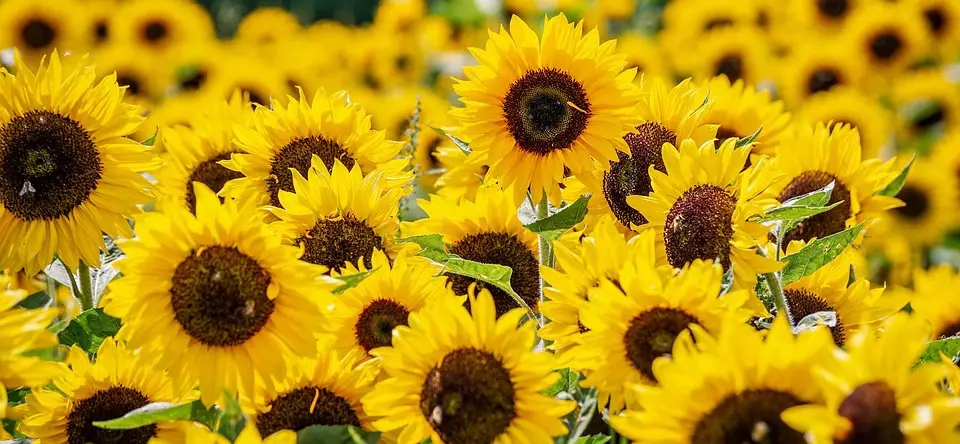 How Do You Tell if A Sunflower Is Annual or Perennial?