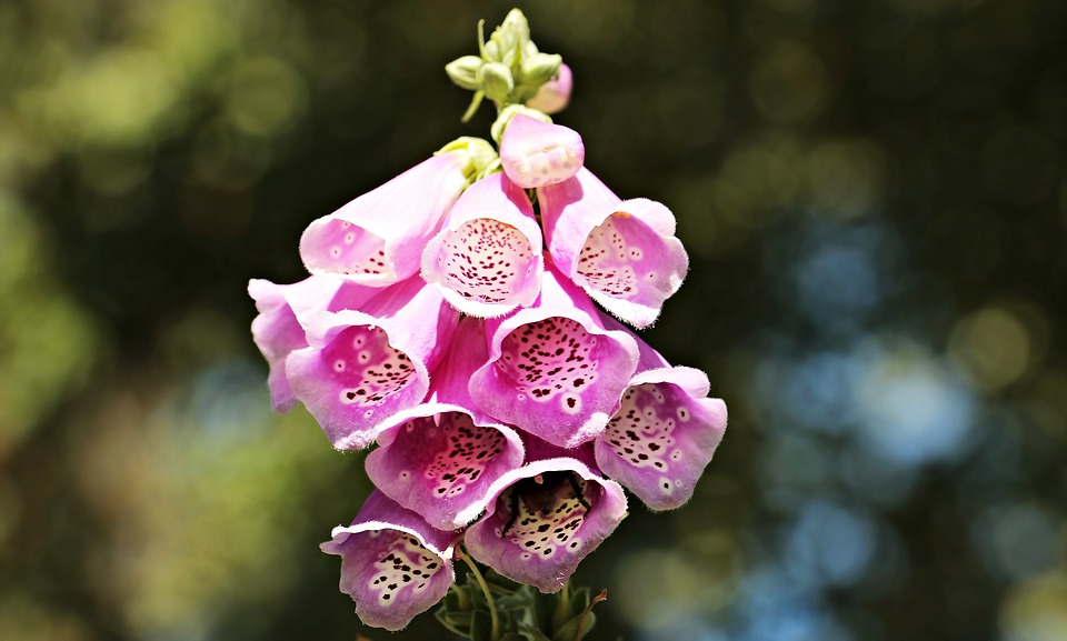 Are Foxgloves Poisonous to Cats?