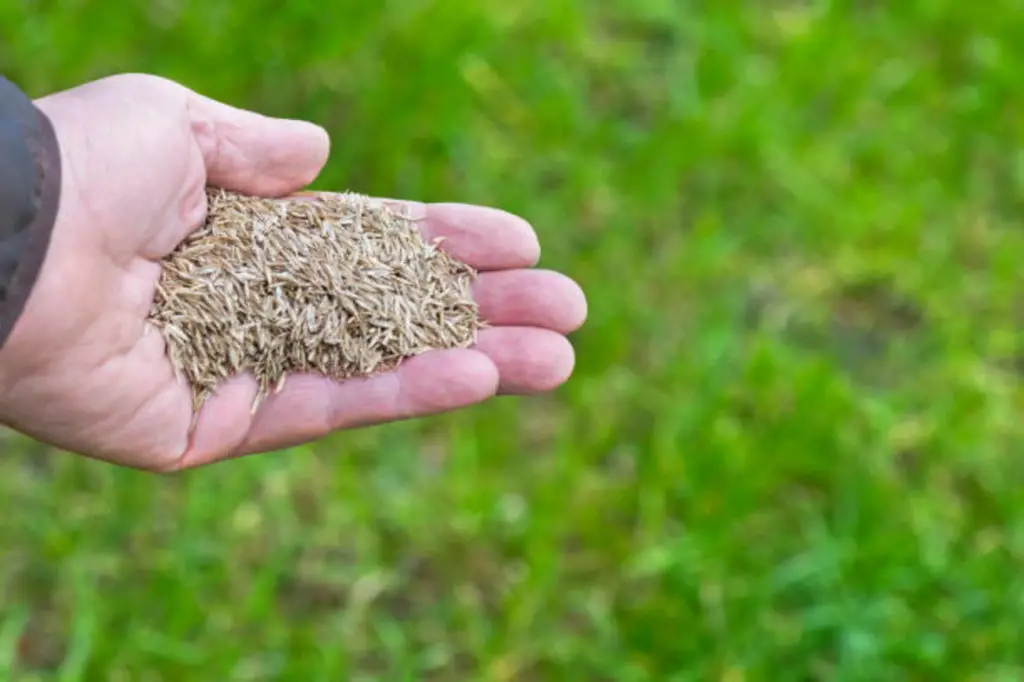 Can you Over seed by Hand? + [Best Overseeding Practices]