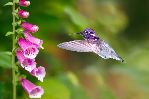 Are Foxgloves Poisonous to Birds