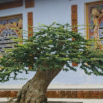 How To Grow Sequoia Bonsai