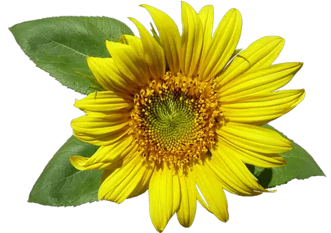 Do Cut Sunflowers Need Sun