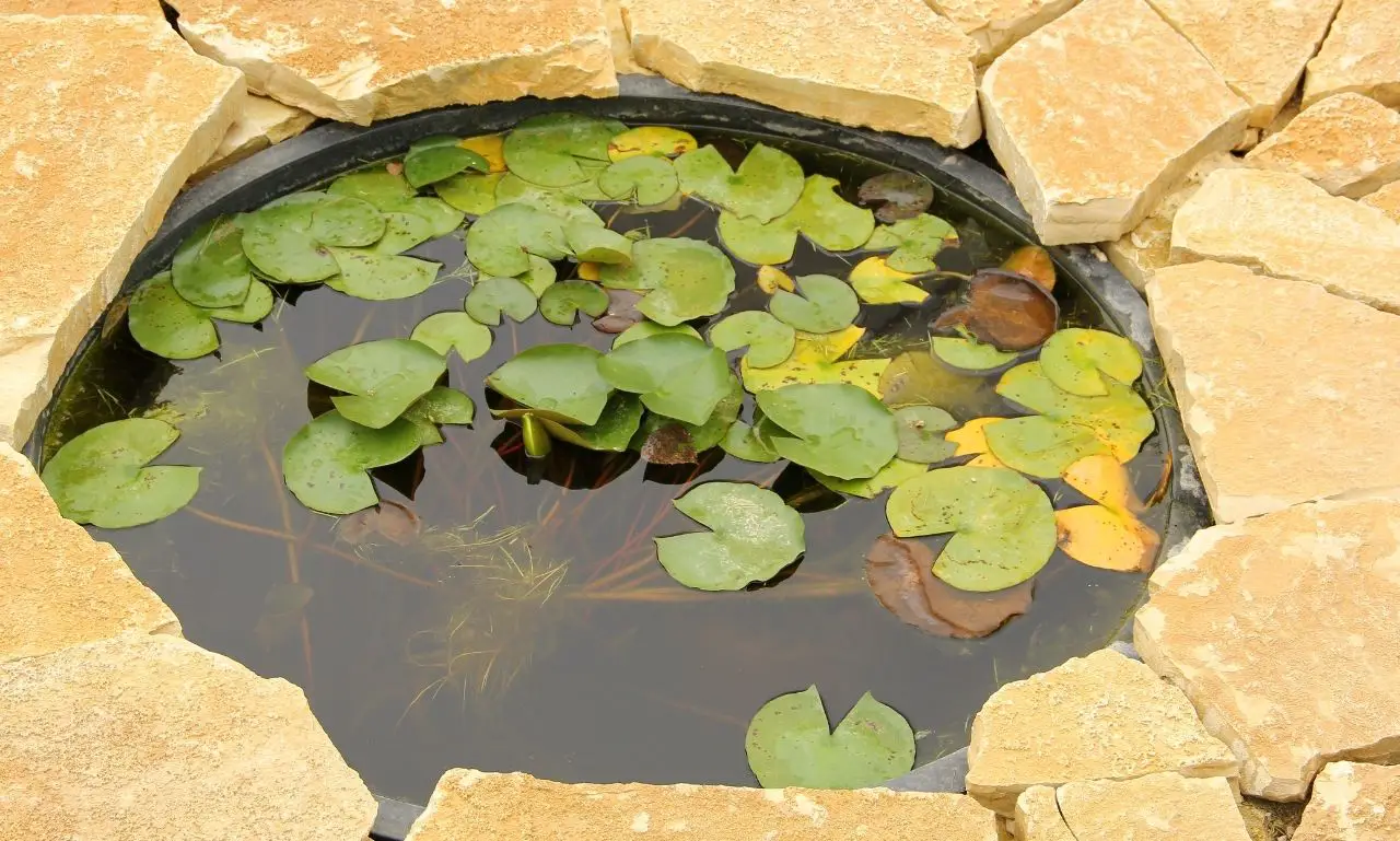 Fish Pond Ideas for Small Gardens