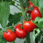 How to Get Thick Stems on Tomato Plants
