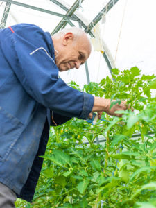 Tomato Plants Bending Over + [How To Fix It]