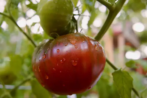 Carbon Tomato Vs. Cherokee Purple