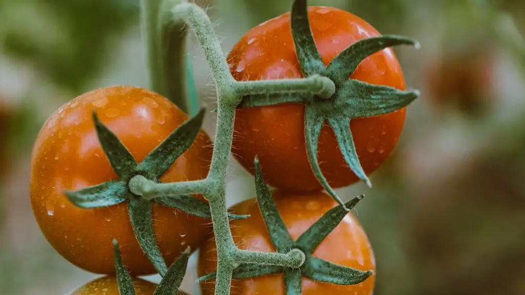 best-tomatoes-for-hot-humid-weather