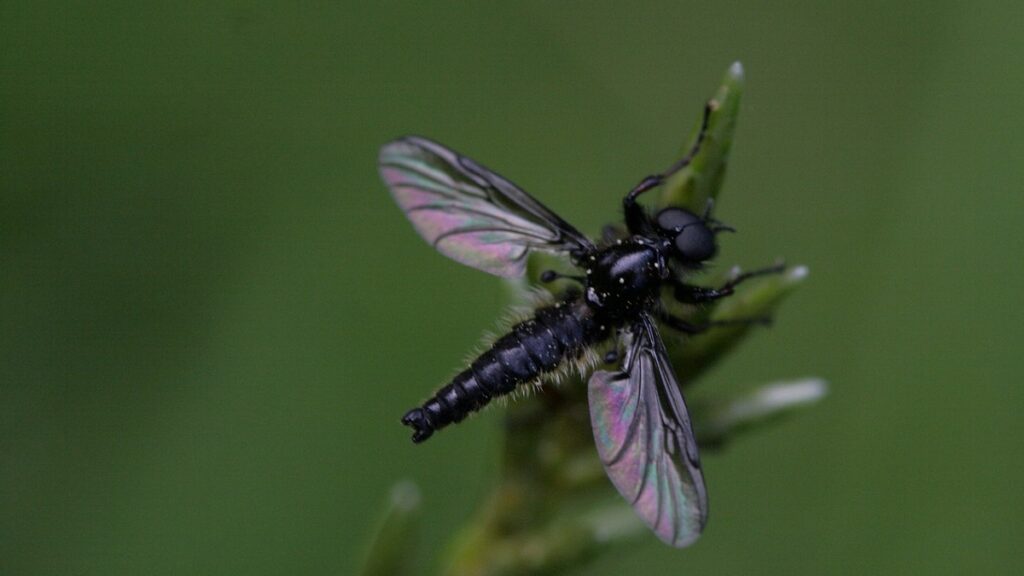 Little Black Gnats On My Tomato Plants