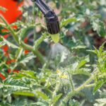 Make Your Own Tomato Blossom Spray