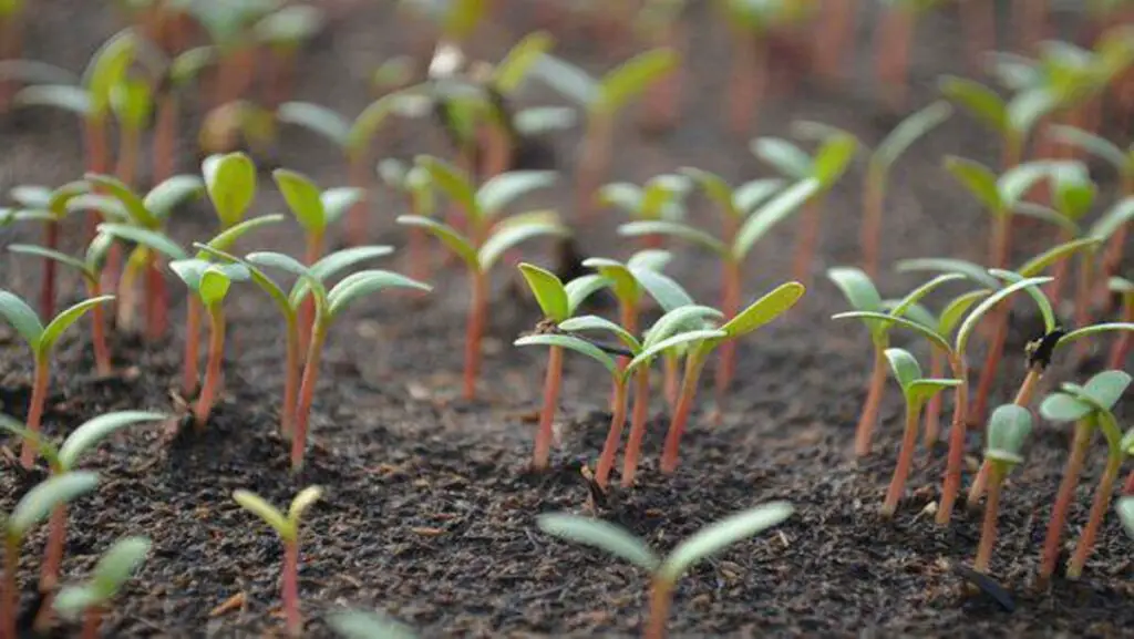 Tomato Seedlings Growing Very Slowly