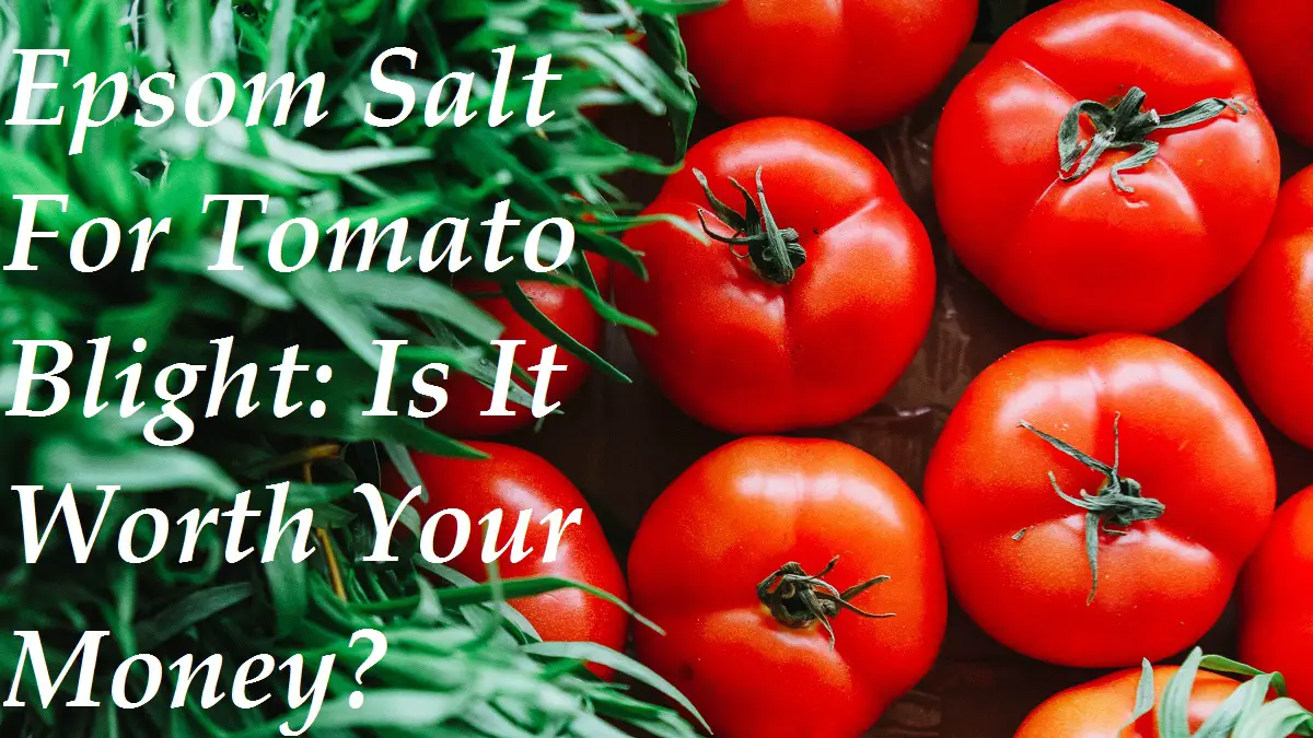 Epsom Salt for Tomato Blight