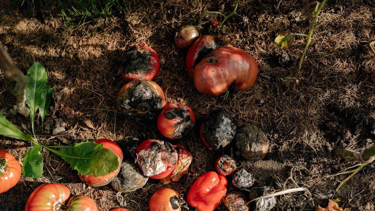 How to Get Rid of Fungus Gnats on Tomato Plants