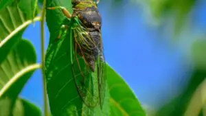 How To Get Rid Of Black Flies On Tomato Plants