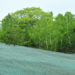 How Long After Hydroseeding Can I Fertilize