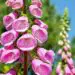 What To Do With Foxgloves When They've Finished Flowering