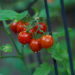 Bonnie Plants Tomato Varieties