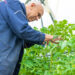 Tomato Plants Bending Over