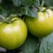 Can You Save Seeds From Green Tomatoes