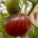 Carbon Tomato Vs. Cherokee Purple