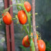 Paul Robeson Tomato Vs Cherokee Purple