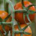 Best Tomatoes For Hot Humid Weather