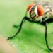 Small Flies on Tomato Plants: