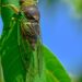 How To Get Rid Of Black Flies On Tomato Plants