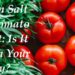 Epsom Salt for Tomato Blight