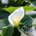 Calla Lily Care after Blooming + How to make them Bloom