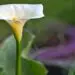 Are Calla Lilies Annual or Perennial