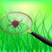 How to kill grass mites