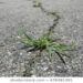 How to keep weeds from growing on the driveway