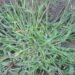 When to apply crabgrass preventer