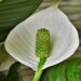 Benefits of peace lilies in your home