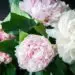 How to grow peonies from cuttings