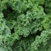 How to Get Rid Of Caterpillars on Kale